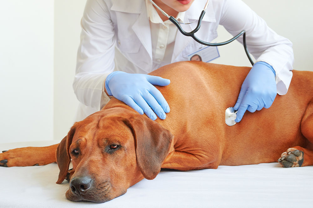 A young female veterinarian in a white coat and blue gloves using a stethoscope to listen to the chest of a large, calm, reddish-brown Rhodesian Ridgeback dog lying on an examination table.